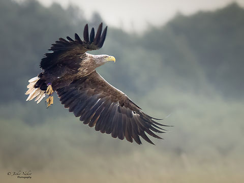 White-tailed eagle - Haliaeetus albicilla  Accipitridae,Accipitriformes,Animalia,Aves,Bird of prey,Chordata,Europe,Geotagged,Haliaeetus albicilla,Klaipeda apskritis,Lithuania,Nemunas Delta,Summer,White-tailed Eagle,White-tailed eagle,Wildlife