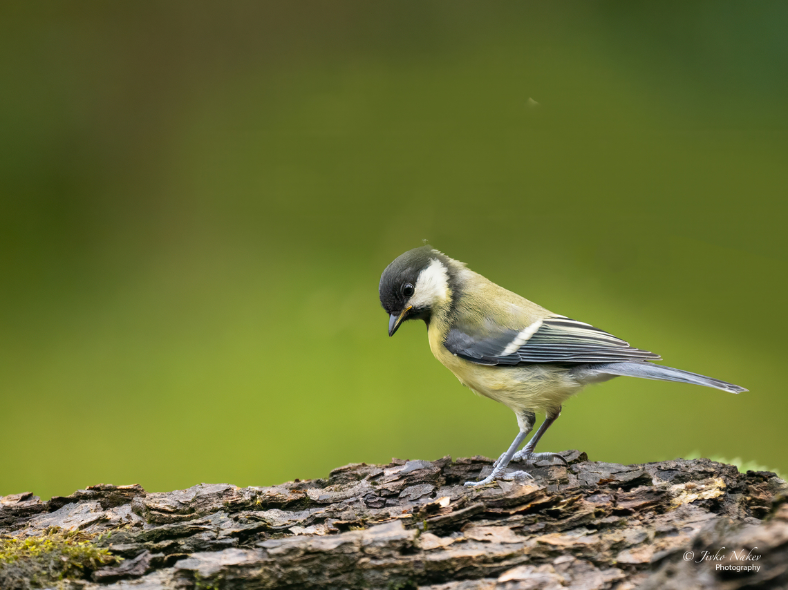 Great tit - Parus major  Animalia,Aves,Chordata,Europe,Geotagged,Great Tit,Klaipeda apskritis,Lithuania,Nemunas Delta,Paridae,Parus major,Passeriformes,Passerine,Summer,Wildlife