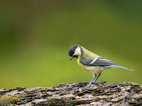 Great tit - Parus major  Animalia,Aves,Chordata,Europe,Geotagged,Great Tit,Klaipeda apskritis,Lithuania,Nemunas Delta,Paridae,Parus major,Passeriformes,Passerine,Summer,Wildlife