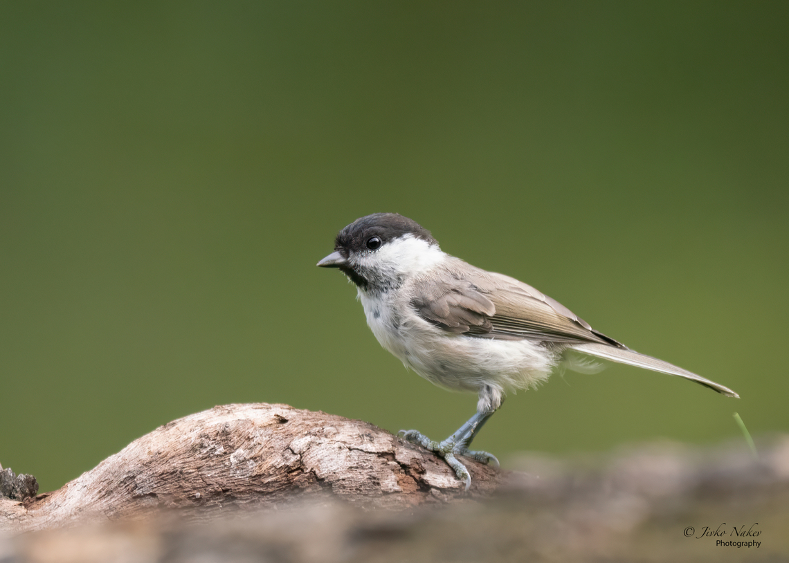 Marsh tit - Poecile palustris  Animalia,Aves,Chordata,Europe,Geotagged,Klaipeda apskritis,Lithuania,Marsh Tit,Nemunas Delta,Paridae,Passeriformes,Passerine,Poecile palustris,Summer,Wildlife