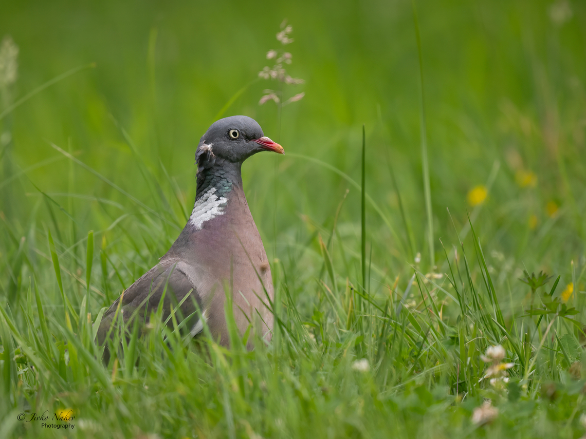 Common Wood Pigeon - Columba palumbus  Animalia,Aves,Chordata,Columba palumbus,Columbidae,Columbiformes,Common Wood Pigeon,Common wood pigeon,Europe,Geotagged,Klaipeda apskritis,Lithuania,Nemunas Delta,Summer,Wildlife