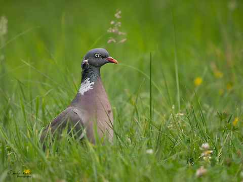 Common Wood Pigeon - Columba palumbus  Animalia,Aves,Chordata,Columba palumbus,Columbidae,Columbiformes,Common Wood Pigeon,Common wood pigeon,Europe,Geotagged,Klaipeda apskritis,Lithuania,Nemunas Delta,Summer,Wildlife