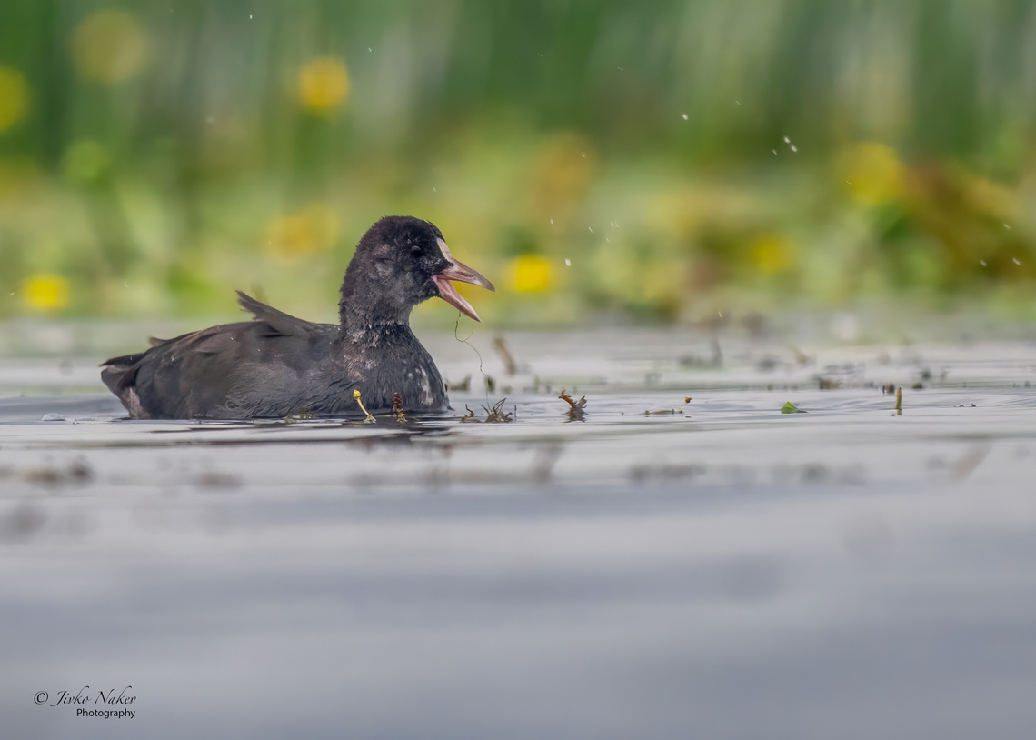 Eurasian coot juvenile - Fulica atra  Animalia,Aves,Chordata,Eurasian coot,Europe,Fulica atra,Geotagged,Gruiformes,Klaipeda apskritis,Lithuania,Nemunas Delta,Rallidae,Summer,Wildlife