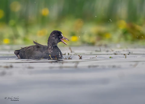 Eurasian coot juvenile - Fulica atra  Animalia,Aves,Chordata,Eurasian coot,Europe,Fulica atra,Geotagged,Gruiformes,Klaipeda apskritis,Lithuania,Nemunas Delta,Rallidae,Summer,Wildlife