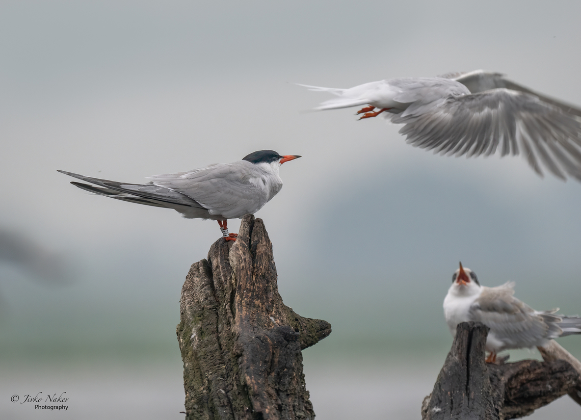 Common tern - Sterna hirundo  Animalia,Aves,Charadriiformes,Chordata,Common tern,Europe,Geotagged,Klaipeda apskritis,Laridae,Lithuania,Nemunas Delta,Sterna hirundo,Summer,Wildlife