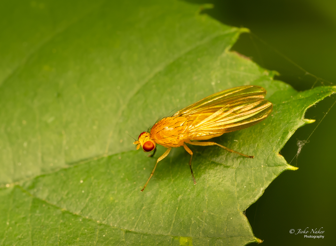 Drosophila (Sophophora) melanogaster  Animalia,Arthropoda,Bulgaria,Common Fruit Fly,Diptera,Drosophila (Sophophora) melanogaster,Drosophila melanogaster,Drosophilidae,Geotagged,Insecta,Summer,Wildlife