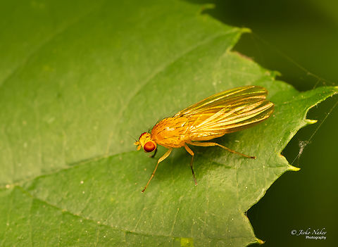 Drosophila (Sophophora) melanogaster  Animalia,Arthropoda,Bulgaria,Common Fruit Fly,Diptera,Drosophila (Sophophora) melanogaster,Drosophila melanogaster,Drosophilidae,Geotagged,Insecta,Summer,Wildlife