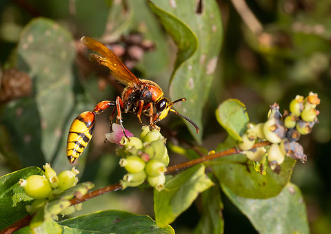 Great potter wasp - Delta unguiculatum  Animalia,Arthropoda,Bulgaria,Delta unguiculatum,Europe,Geotagged,Great potter wasp,Hymenoptera,Insecta,Sofia,South park,Summer,Vespidae,Vespoidea,Wildlife