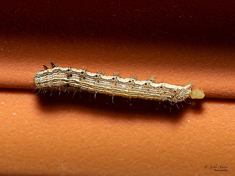 Cotton bollworm larva- Helicoverpa armigera https://www.jungledragon.com/image/53096/cotton_bollworm_-_helicoverpa_armigera.html Animalia,Arthropoda,Bulgaria,Cotton bollworm,Cotton bollworm moth,Europe,Geotagged,Helicoverpa armigera,Insecta,Lepidoptera,Noctuidae,Noctuoidea,Owlet moth,Sofia,Summer,Wildlife