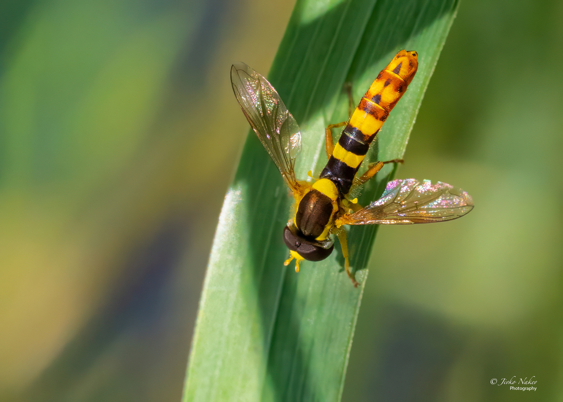 Long hoverfly - Sphaerophoria scripta  Animalia,Arthropoda,Diptera,Europe,Geotagged,Insecta,Long hoverfly,Poland,Sphaerophoria scripta,Summer,Syrphid fly,Syrphidae,Upper Silesia,Wildlife