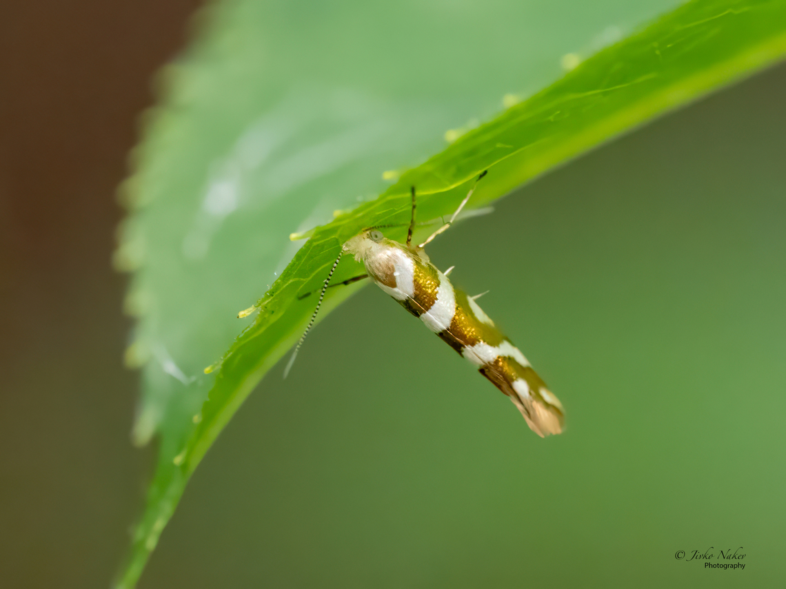 Bronze alder moth - Argyresthia goedartella  Animalia,Argyresthia goedartella,Argyresthiidae,Arthropoda,Bronze Alder Moth,Europe,Geotagged,Insecta,Lepidoptera,Poland,Summer,Upper Silesia,Wildlife