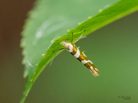 Bronze alder moth - Argyresthia goedartella  Animalia,Argyresthia goedartella,Argyresthiidae,Arthropoda,Bronze Alder Moth,Europe,Geotagged,Insecta,Lepidoptera,Poland,Summer,Upper Silesia,Wildlife