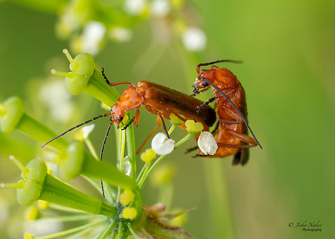 Common red soldier beetle - Rhagonycha fulva  Animalia,Arthropoda,Cantharidae,Coleoptera,Common red soldier beetle,Elateroidea,Europe,Geotagged,Insecta,Poland,Rhagonycha fulva,Soldier beetle,Summer,Upper Silesia,Wildlife