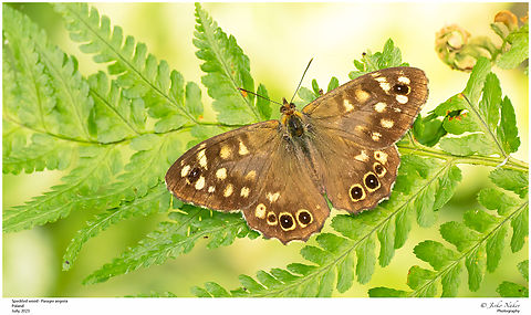 Speckled wood - Paragre aegeria  Animalia,Arthropoda,Brush-footed butterfly,Europe,Geotagged,Insecta,Lepidoptera,Nymphalidae,Papilionoidea,Paragre aegeria,Pararge aegeria,Poland,Speckled Wood,Speckled wood,Summer,Upper Silesia,Wildlife