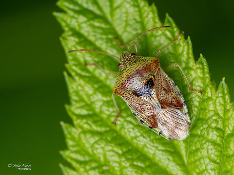 Parent bug - Elasmucha grisea  Elasmucha grisea,Europe,Geotagged,Parent bug,Poland,Summer,Upper Silesia