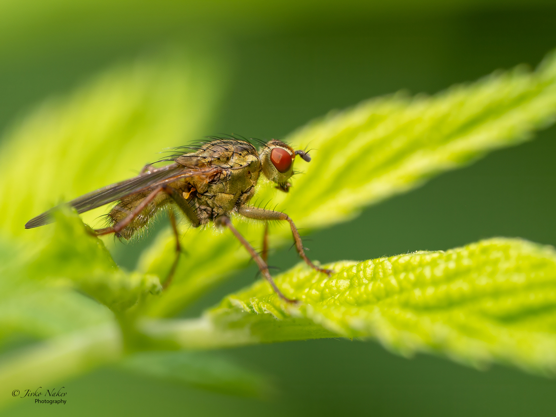 Yellow dung fly - Scathophaga stercoraria  Animalia,Arthropoda,Diptera,Europe,Geotagged,Insecta,Poland,Scathophaga stercoraria,Scathophagidae,Summer,Upper Silesia,Wildlife,Yellow dung fly