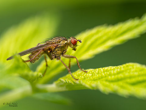 Yellow dung fly - Scathophaga stercoraria  Animalia,Arthropoda,Diptera,Europe,Geotagged,Insecta,Poland,Scathophaga stercoraria,Scathophagidae,Summer,Upper Silesia,Wildlife,Yellow dung fly