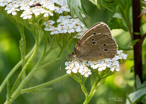 Ringlet - Aphantopus hyperantus  Animalia,Aphantopus hyperantus,Arthropoda,Brush-footed butterfly,Europe,Geotagged,Insecta,Kaunas apskritis,Lepidoptera,Lithuania,Nymphalidae,Papilionoidea,Ringlet,Summer,Wildlife