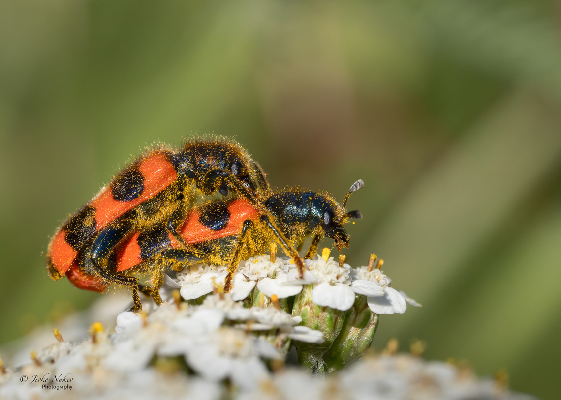 Trichodes apiarius  Animalia,Arthropoda,Checkered beetle,Cleridae,Clerioidea,Coleoptera,Europe,Geotagged,Insecta,Kaunas apskritis,Lithuania,Summer,Trichodes apiarius,Wildlife