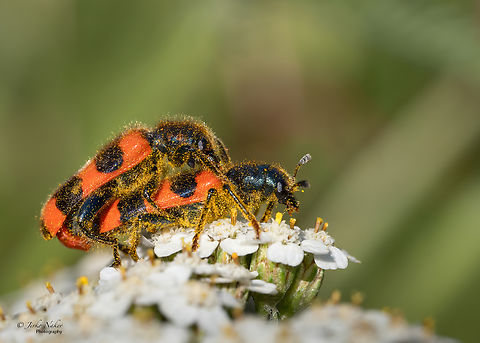 Trichodes apiarius  Animalia,Arthropoda,Checkered beetle,Cleridae,Clerioidea,Coleoptera,Europe,Geotagged,Insecta,Kaunas apskritis,Lithuania,Summer,Trichodes apiarius,Wildlife