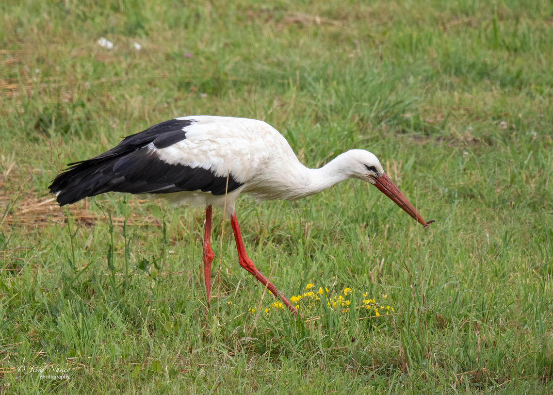 White stork - Ciconia ciconia  Animalia,Aves,Chordata,Ciconia ciconia,Ciconiformes,Ciconiidae,Europe,Geotagged,Lithuania,Summer,Taurages apscritis,Wading birds,White Stork,White stork,Wildlife