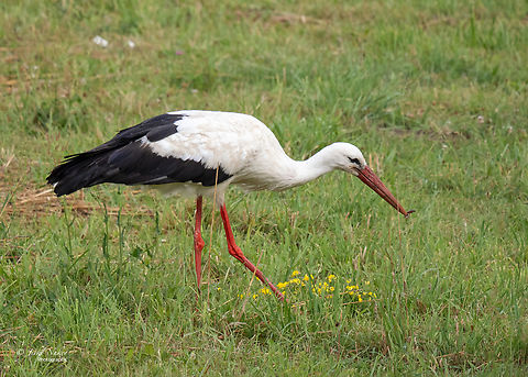 White stork - Ciconia ciconia  Animalia,Aves,Chordata,Ciconia ciconia,Ciconiformes,Ciconiidae,Europe,Geotagged,Lithuania,Summer,Taurages apscritis,Wading birds,White Stork,White stork,Wildlife