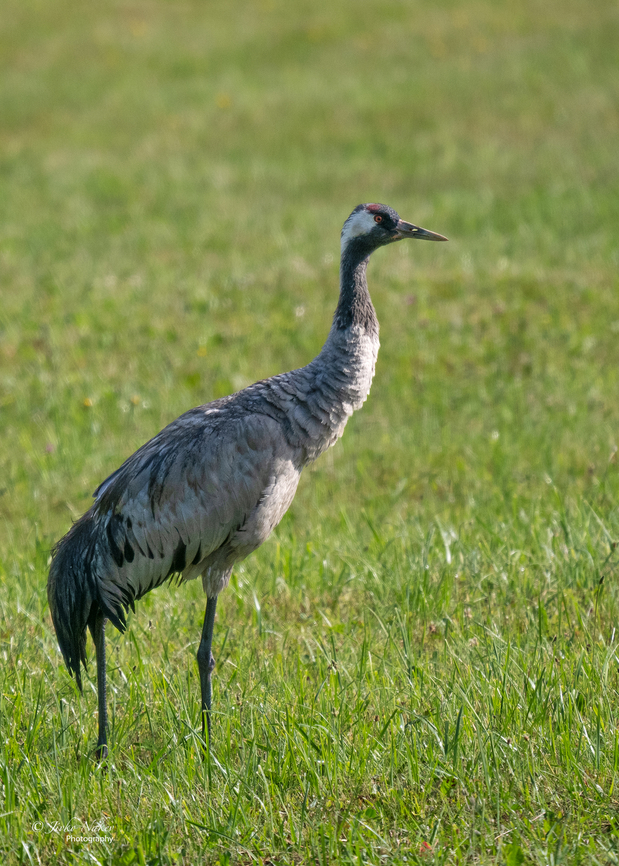 Common crane - Grus grus  Animalia,Aves,Chordata,Common Crane,Common crane,Europe,Geotagged,Gruidae,Gruiformes,Grus grus,Lithuania,Summer,Taurages apscritis,Wildlife