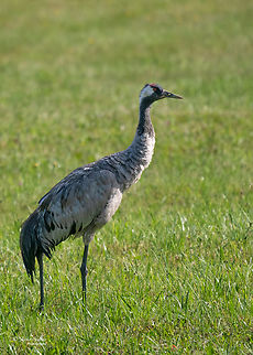 Common crane - Grus grus  Animalia,Aves,Chordata,Common Crane,Common crane,Europe,Geotagged,Gruidae,Gruiformes,Grus grus,Lithuania,Summer,Taurages apscritis,Wildlife