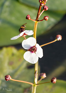 Arrowhead - Sagittaria sagittifolia  Alismataceae,Alismatales,Arrowhead,Europe,Flowering Plant,Geotagged,Klaipeda apskritis,Lithuania,Magnoliophyta,Monocot,Plantae,Sagittaria sagittifolia,Summer,Wildlife