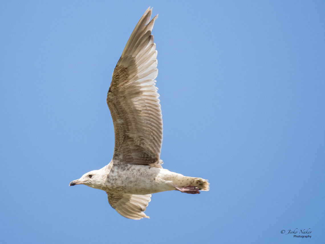 Caspian gull juv. 2nd yc - Larus cachinnans  Animalia,Aves,Caspian gull,Charadriiformes,Chordata,Europe,Geotagged,Klaipeda apskritis,Laridae,Larus cachinnans,Lithuania,Summer,Wildlife