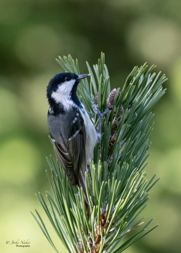 Coal tit - Periparus ater This is my 265th bird species shot. Animalia,Aves,Bulgaria,Chordata,Coal tit,Europe,Fall,Geotagged,Paridae,Passeriformes,Passerine,Periparus ater,Rila mountain,Wildlife