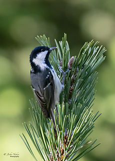 Coal tit - Periparus ater This is my 265th bird species shot. Animalia,Aves,Bulgaria,Chordata,Coal tit,Europe,Fall,Geotagged,Paridae,Passeriformes,Passerine,Periparus ater,Rila mountain,Wildlife