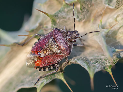 Hairy shield bug - Dolycoris baccarum  Animalia,Arthropoda,Bulgaria,Dolycoris baccarum,Europe,Geotagged,Hairy shield bug,Hemiptera,Insecta,Pentatomidae,Pentatomoidea,Shield bug,Sloe Bug,Summer,Wildlife