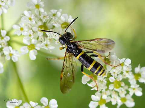 Shiny-headed sawfly - Tenthredo amoena  Animalia,Arthropoda,Bulgaria,Europe,Geotagged,Hymenoptera,Insecta,Sawfly,Shiny-headed sawfly,Summer,Tenthredinidae,Tenthredinoidea,Tenthredo amoena,Vitosha Mountain Nature Park,Wildlife