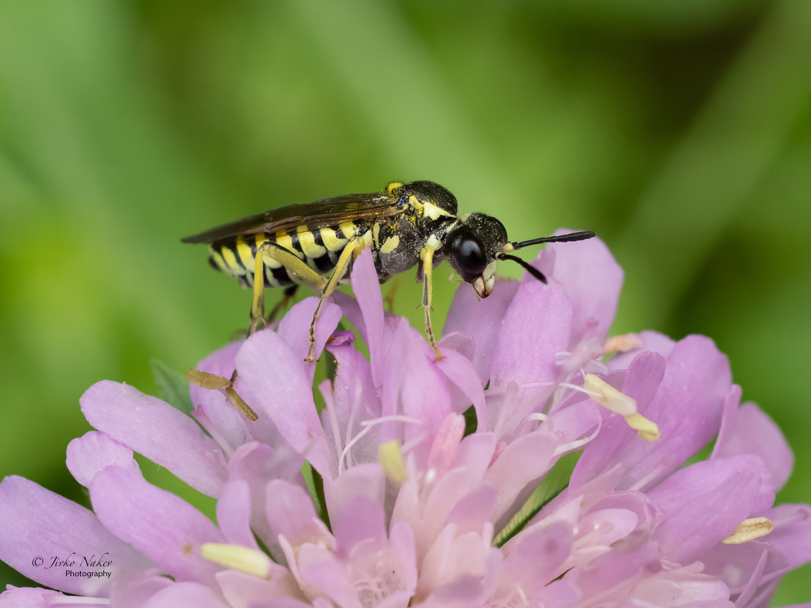 Common sawfly - Tenthredo notha  Animalia,Arthropoda,Bulgaria,Common sawfly,Geotagged,Hymenoptera,Insecta,Sawfly,Summer,Tenthredinidae,Tenthredinoidea,Tenthredo notha,Wildlife