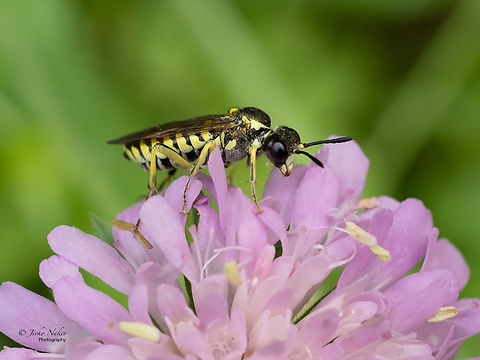 Common sawfly - Tenthredo notha  Animalia,Arthropoda,Bulgaria,Common sawfly,Geotagged,Hymenoptera,Insecta,Sawfly,Summer,Tenthredinidae,Tenthredinoidea,Tenthredo notha,Wildlife