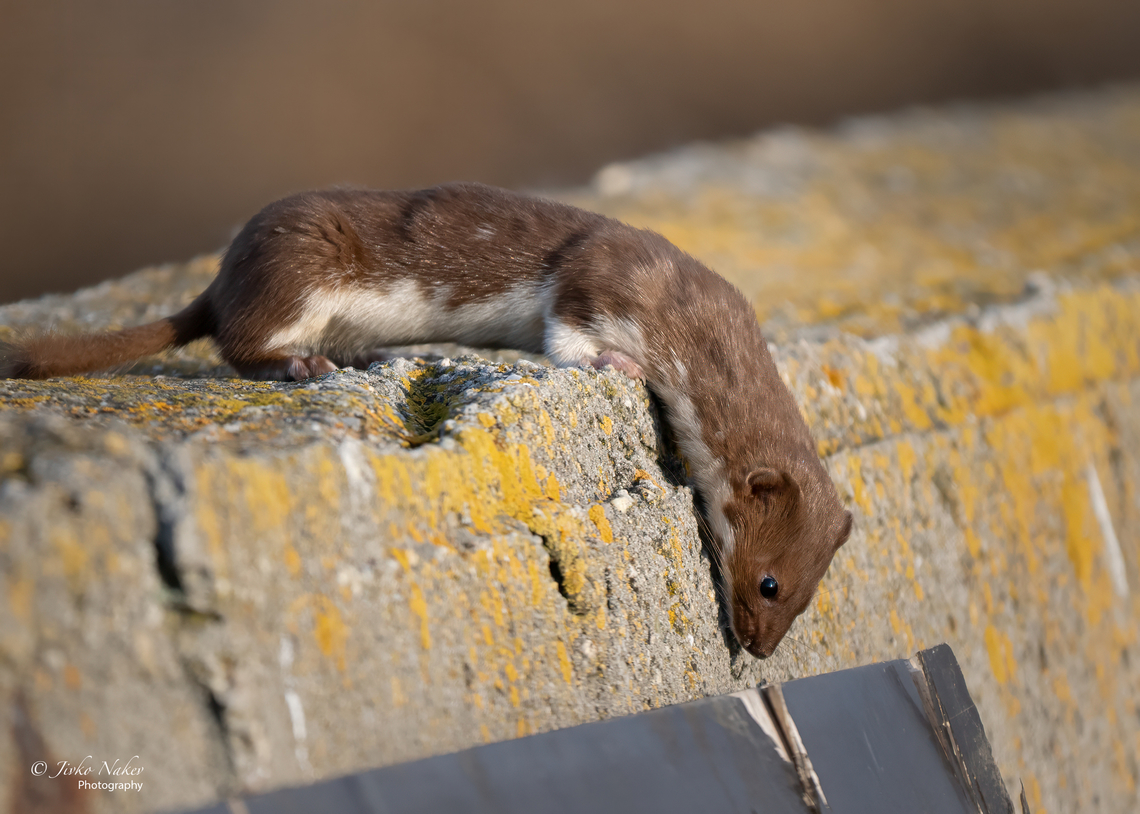 Least weasel - Mustela nivalis  Animalia,Bulgaria,Carnivora,Chordata,Europe,Fall,Geotagged,Least weasel,Mammalia,Mramor reservoir,Mustela nivalis,Mustelidae,Sofia,Wildlife