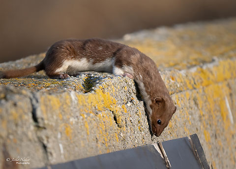 Least weasel - Mustela nivalis  Animalia,Bulgaria,Carnivora,Chordata,Europe,Fall,Geotagged,Least weasel,Mammalia,Mramor reservoir,Mustela nivalis,Mustelidae,Sofia,Wildlife
