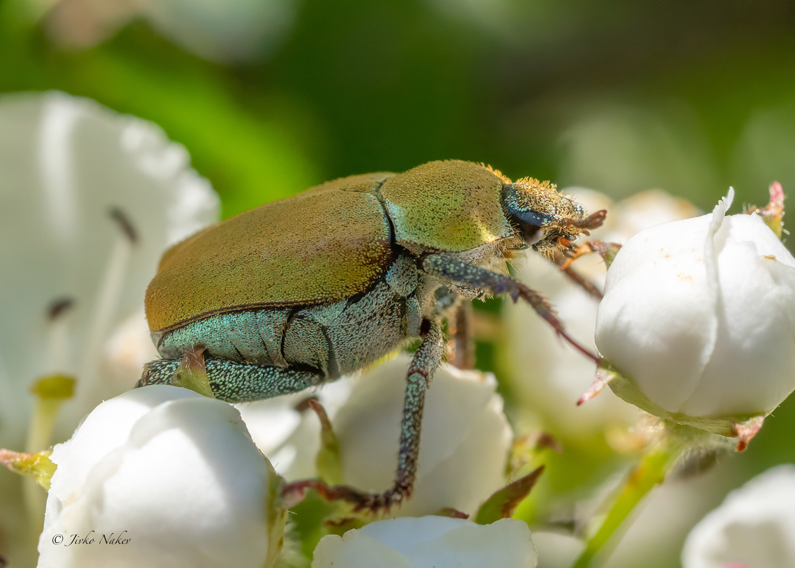 Silberkaefer - Hoplia argentea  Bulgaria,Coleoptera,Geotagged,Hoplia argentea,Scarabaeidae,Scarabeoidea,Spring,Vitosha Mountain Nature Park
