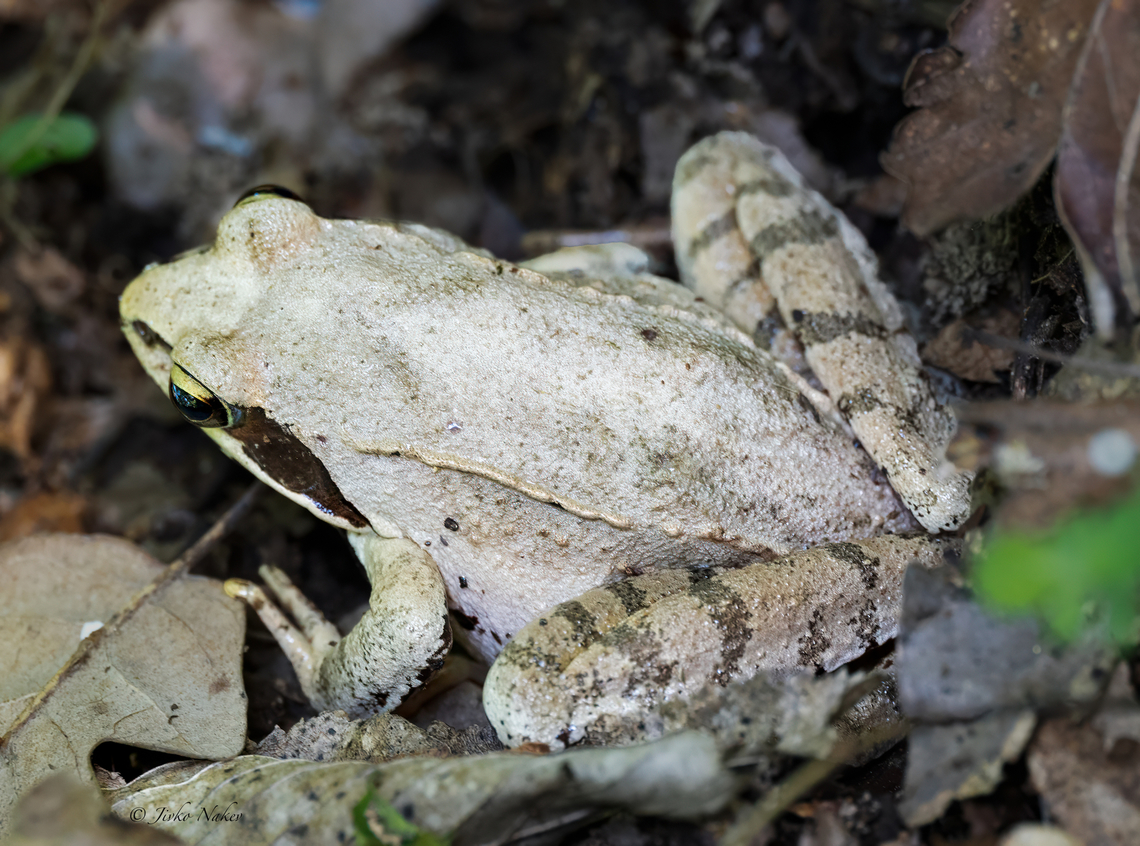 Agile frog - Rana dalmatina  Agile frog,Amphibia,Animalia,Anura,Bulgaria,Chordata,Europe,Geotagged,Rana agilis,Rana dalmatina,Ranidae,Rhodope mountains,Spring,Wildlife