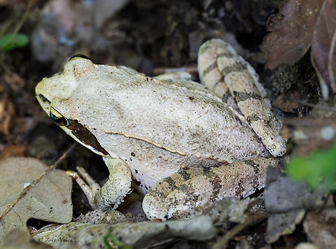 Agile frog - Rana dalmatina  Agile frog,Amphibia,Animalia,Anura,Bulgaria,Chordata,Europe,Geotagged,Rana agilis,Rana dalmatina,Ranidae,Rhodope mountains,Spring,Wildlife