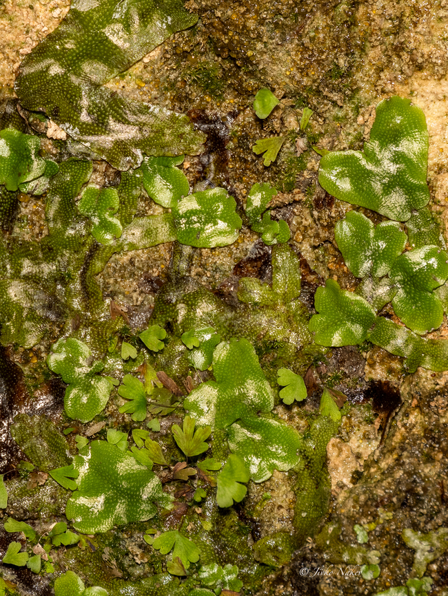 Snakeskin liverwort - Conocephalum conicum  Bulgaria,Conocephalaceae,Conocephalum conicum,Europe,Geotagged,Marchantiales,Marchantiophyta,Marchantiopsida,Plantae,Rhodope mountains,Snakeskin liverwort,Spring,Wildlife