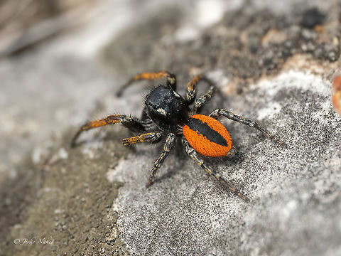 Jumping spider - Philaeus chrysops Sorry, no better photo, jumped away... Animalia,Arachnida,Araneae,Arthropoda,Bulgaria,Europe,Geotagged,Jumping spider,Philaeus chrysops,Rhodope mountains,Salticidae,Spring,Wildlife