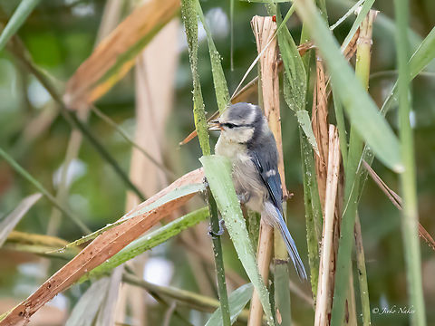 Blue tit juvenile - Cyanistes caeruleus  Animalia,Aves,Chordata,Cyanistes caeruleus,Eurasian Blue Tit,Eurasion blue tit,Europe,Geotagged,Kaunas apskritis,Lithuania,Paridae,Passeriformes,Passerine,Summer,Wildlife