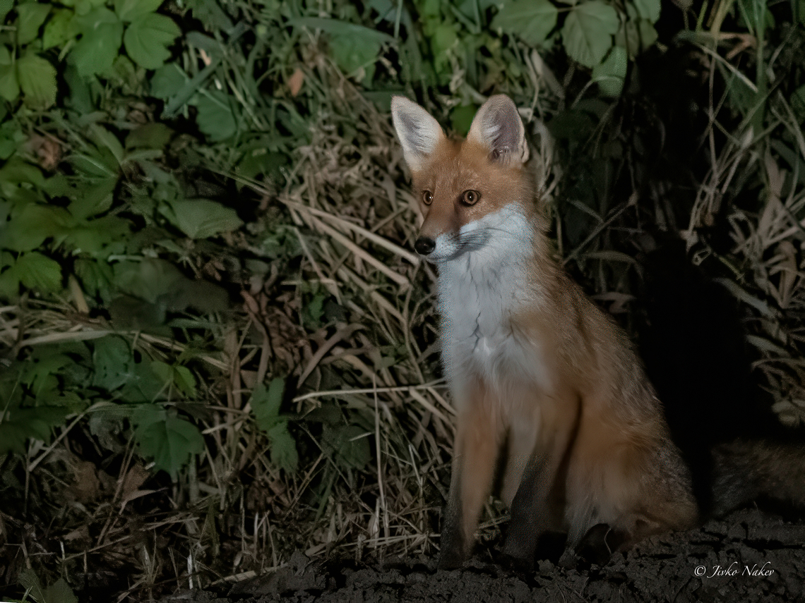 European red fox juvenile - Vulpes vulpes crucigera The photo was taken with the car&#039;s headlights on. After an evening floating hide photography, we were driving back to the hotel at 11.30 pm when we saw two small foxes on the side of the road. One was lovingly watching us as we photographed him. Naturally, quite high ISO, had to reduce the noise in post-processing. Animalia,Canidae,Carnivora,Chordata,Europe,European red fox,Geotagged,Klaipeda apskritis,Lithuania,Mammalia,Nemunas Delta,Red Fox,Summer,Vulpes vulpes,Vulpes vulpes crucigera,Wildlife