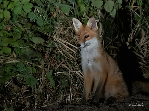 European red fox juvenile - Vulpes vulpes crucigera The photo was taken with the car's headlights on. After an evening floating hide photography, we were driving back to the hotel at 11.30 pm when we saw two small foxes on the side of the road. One was lovingly watching us as we photographed him. Naturally, quite high ISO, had to reduce the noise in post-processing. Animalia,Canidae,Carnivora,Chordata,Europe,European red fox,Geotagged,Klaipeda apskritis,Lithuania,Mammalia,Nemunas Delta,Red Fox,Summer,Vulpes vulpes,Vulpes vulpes crucigera,Wildlife