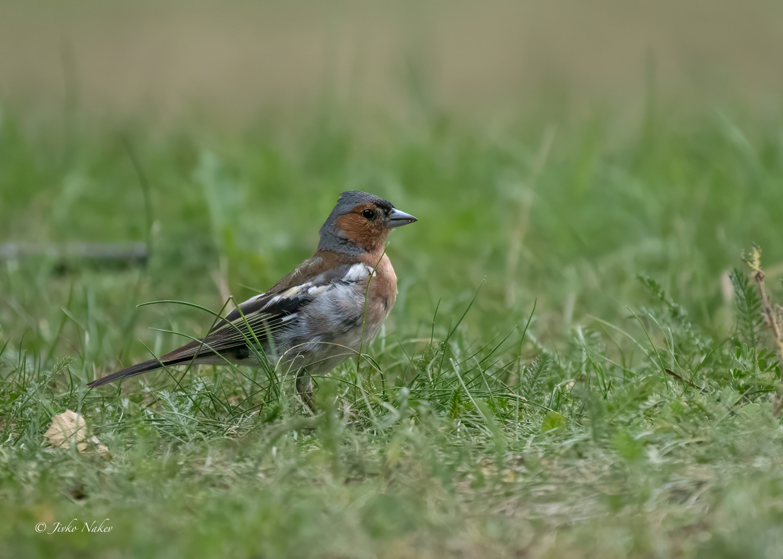 Common chaffinch - Fringilla coelebs  Animalia,Aves,Chordata,Common Chaffinch,Common chaffinch,Europe,Finch,Fringilla coelebs,Fringillidae,Geotagged,Kaunas apskritis,Lithuania,Passeriformes,Passerine,Summer,Wildlife