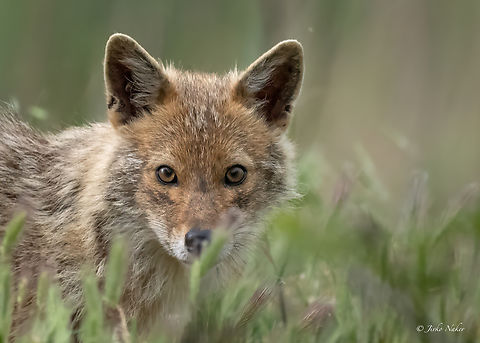 European jackal - Canis aureus moreoticus  Animalia,Canidae,Canis aureus moreoticus,Carnivora,Chordata,Danube delta biosphere reserve,Europe,European jackal,Geotagged,Mammalia,Reed wolf,Romania,Spring,Wildlife