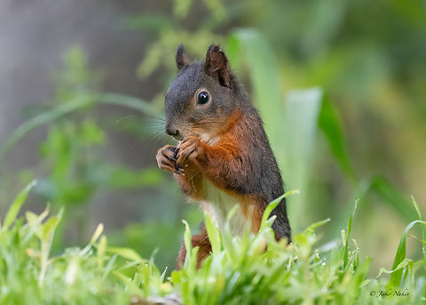 Red squirrel - Sciurus vulgaris  Animalia,Chordata,Eurasian Red Squirrel,Europe,Geotagged,Lower Carniola,Mammalia,Red squirrel,Rodentia,Sciuridae,Sciurus vulgaris,Slovenia,Summer,Wildlife