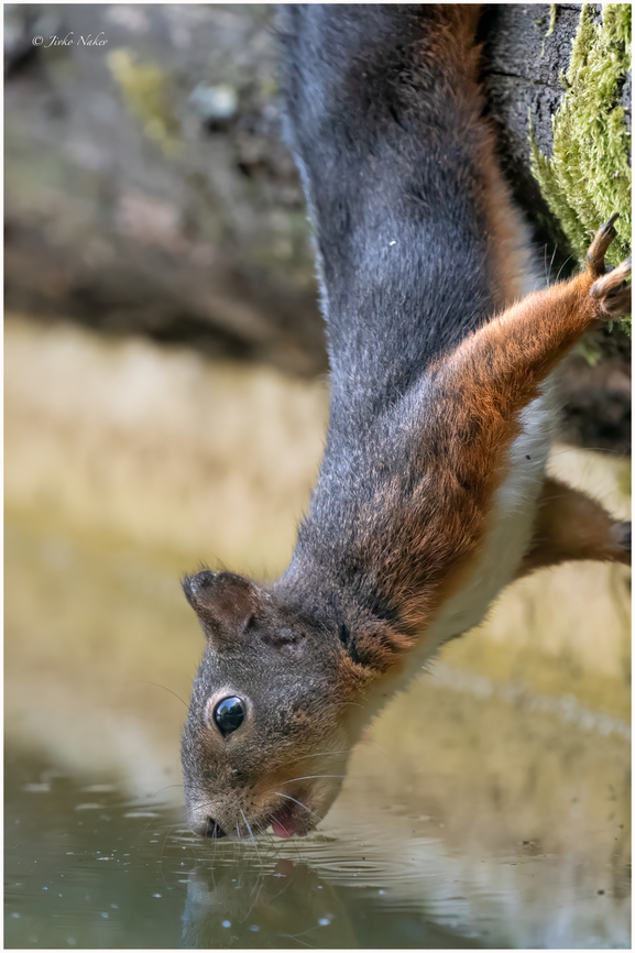 Red squirrel - Sciurus vulgaris  Animalia,Chordata,Eurasian Red Squirrel,Europe,Geotagged,Lower Carniola,Mammalia,Red squirrel,Rodentia,Sciuridae,Sciurus vulgaris,Slovenia,Summer,Wildlife